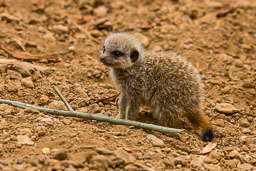 20130505_Chester-Zoo_129.jpg