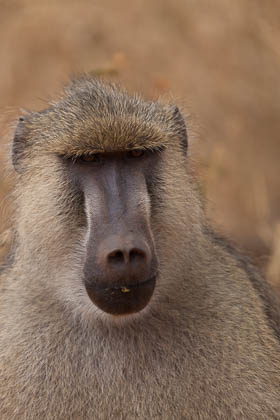 20130805_Kenya_142.jpg