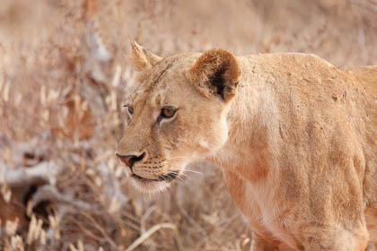 20130807_Kenya_181.jpg