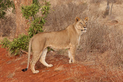 20130807_Kenya_194.jpg