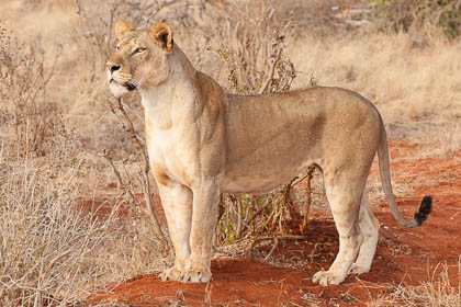 20130807_Kenya_200.jpg