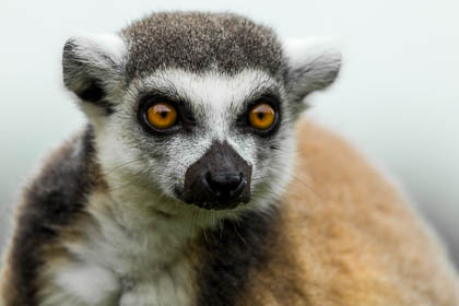 20140529_Longleat_018.jpg