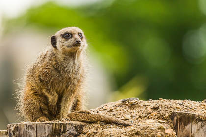 20140529_Longleat_081.jpg
