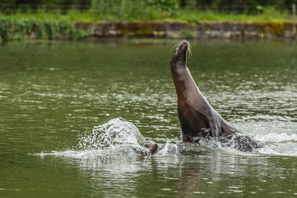 20140529_Longleat_108.jpg