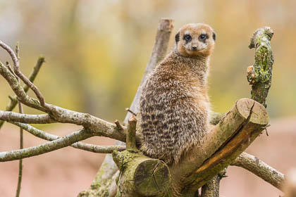 20141028_Chester-Zoo_177_e41.jpg