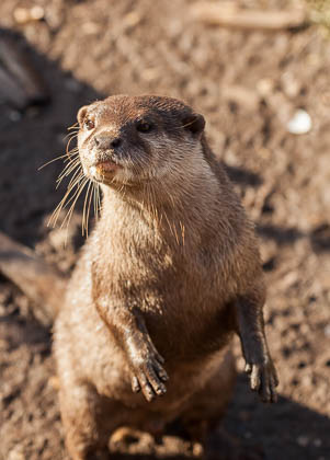 20150221_Martin-Mere_033.jpg