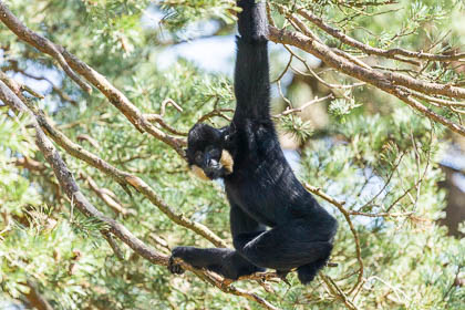 20150414_Monkey-World_035.jpg