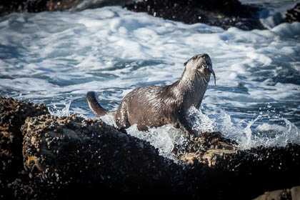 20150807_South_Africa_772.jpg