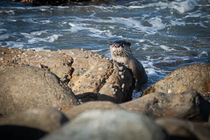 20150807_South_Africa_805.jpg