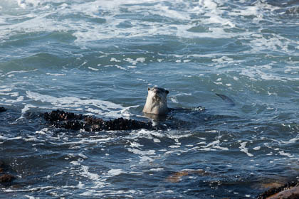 20150807_South_Africa_824.jpg