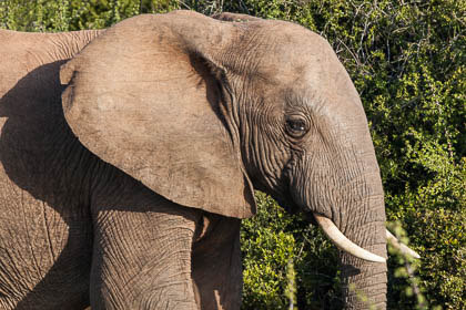 20150810_South_Africa_1135.jpg