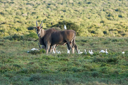 20150810_South_Africa_1149.jpg