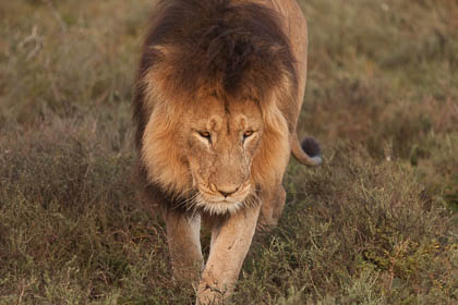 20150810_South_Africa_1169.jpg