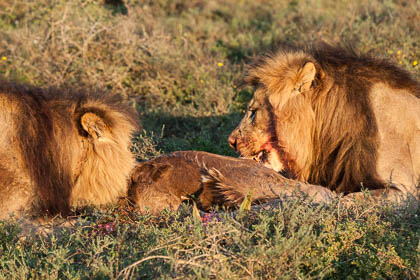 20150810_South_Africa_1171.jpg