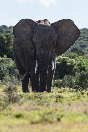 20150811_South_Africa_1441.jpg