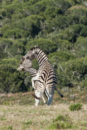 20150811_South_Africa_1461-E.jpg