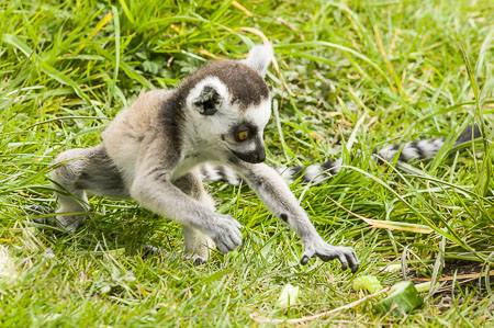 20170503_peakwildlifepark_041.jpg