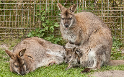 20170503_peakwildlifepark_115.jpg