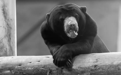 20170720_chester-zoo_037.jpg