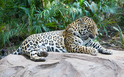 20170720_chester-zoo_046.jpg