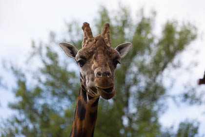20170720_chester-zoo_121.jpg