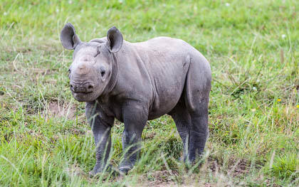 20170720_chester-zoo_302.jpg