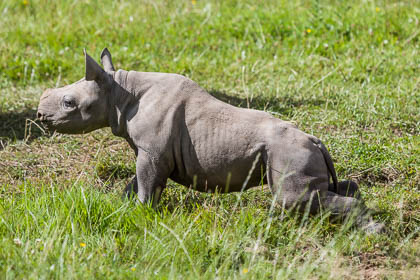20170720_chester-zoo_310.jpg