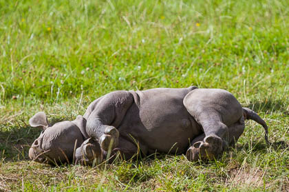 20170720_chester-zoo_320.jpg