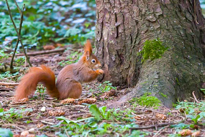 20200118_red-squirrel_001.jpg
