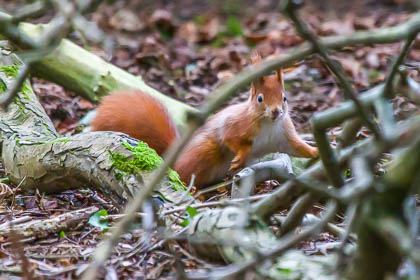 20200118_red-squirrel_007.jpg