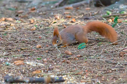 20200118_red-squirrel_014.jpg