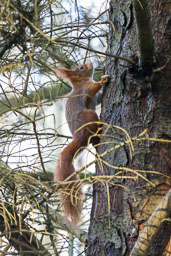 20200118_red-squirrel_026-E.jpg