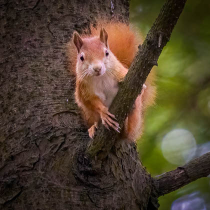 20210926_red-squirrel_010-E-E.jpg