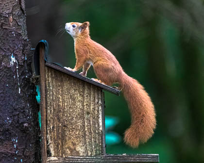 20210926_red-squirrel_018-E.jpg
