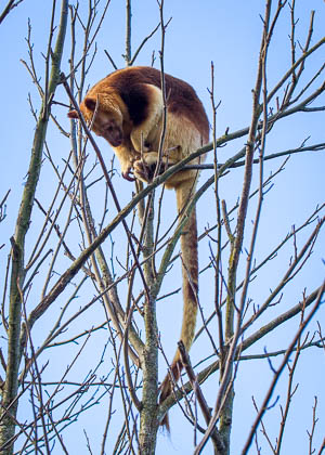 20231229-Chester-Zoo-010.jpg