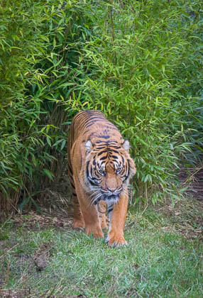 20231229-Chester-Zoo-014_E.jpg