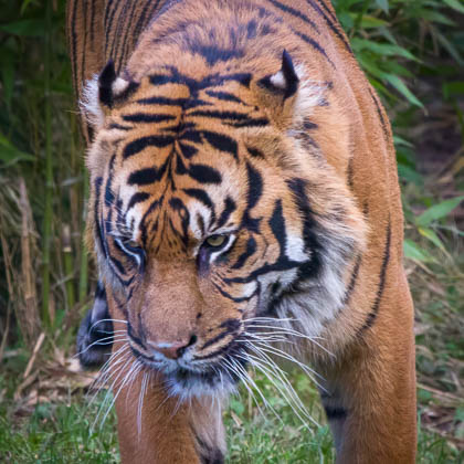 20231229-Chester-Zoo-015_E.jpg