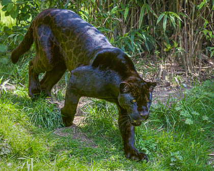 20240502-Chester-Zoo-110-Enhanced-NR_E_E.jpg