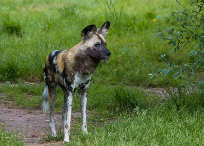 20240625_Chester-Zoo_012.jpg