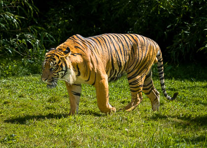 20240814_Chester-Zoo_005.jpg