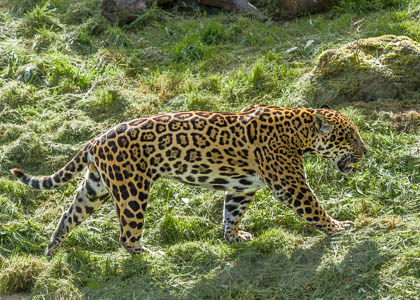 20240814_Chester-Zoo_011.jpg