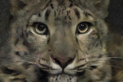 20240814_Chester-Zoo_019_E.jpg