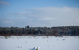 20100106_Delemere-Snow_016.jpg