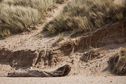 20100605_Talacre_014.jpg