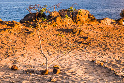 20120212_tenerife_011.jpg