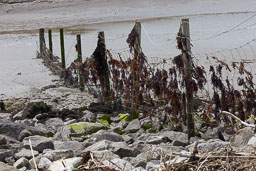 20120513_RSPB-Conwy_024.jpg