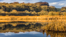 20141230_leighton-moss_039.jpg