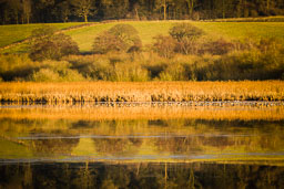 20141230_leighton-moss_040-E.jpg