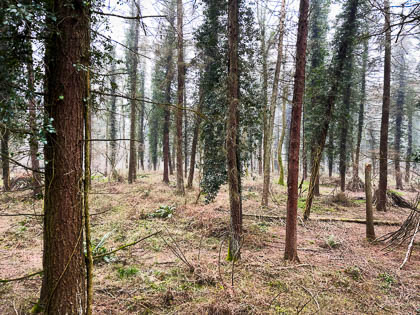 20220316_Forest-of-Dean_011.jpg