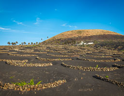 Lanzarote-Vineyard.jpg